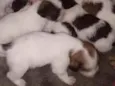 Eles e Elas