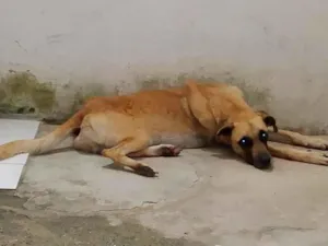 Cachorro raça SRD-ViraLata idade 2 anos nome Woody 