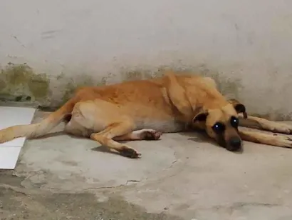 Cachorro raça SRD-ViraLata idade 2 anos nome Woody 