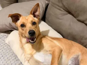 Cachorro raça SRD-ViraLata idade 7 a 11 meses nome Akira