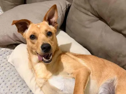Cachorro raça SRD-ViraLata idade 7 a 11 meses nome Akira