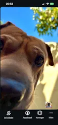 apollo