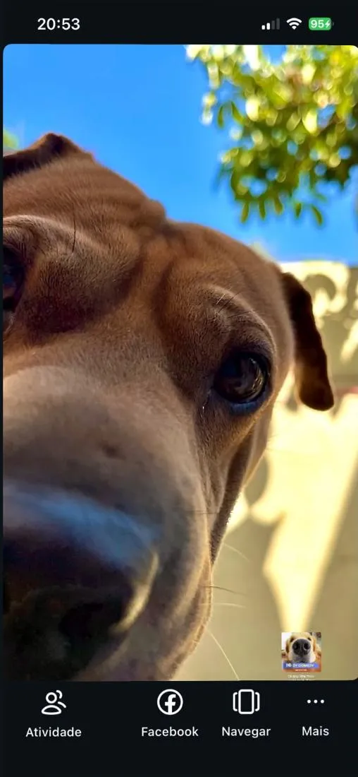 Cachorro raça SRD-ViraLata idade 6 ou mais anos nome apollo