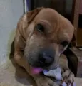 apollo