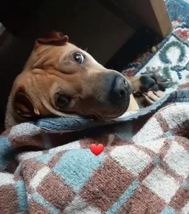 Cachorro raça SRD-ViraLata idade 6 ou mais anos nome apollo