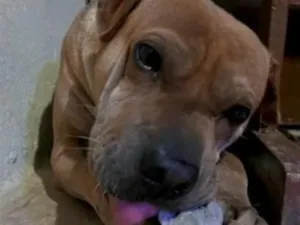 Cachorro raça SRD-ViraLata idade 6 ou mais anos nome apollo