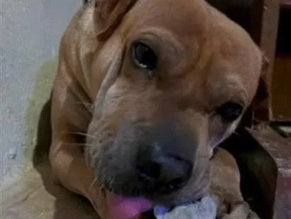 Cachorro raça SRD-ViraLata idade 6 ou mais anos nome apollo