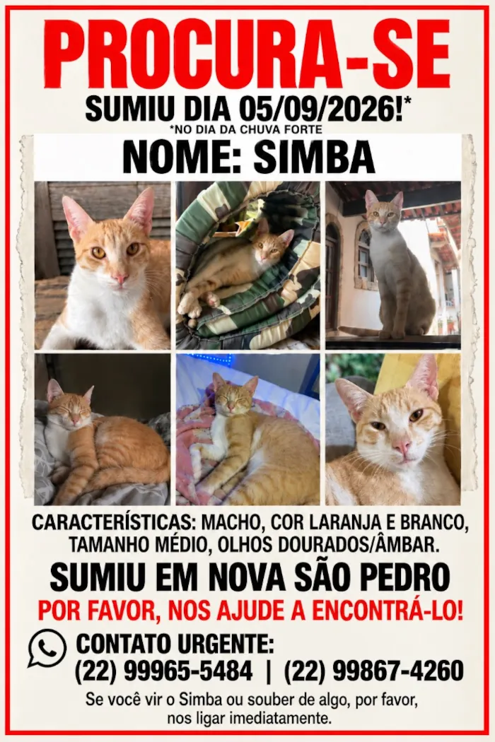 Gato raça SRD-ViraLata idade 1 ano nome Simba