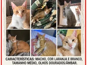 Gato raça SRD-ViraLata idade 1 ano nome Simba