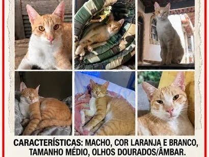 Gato raça SRD-ViraLata idade 1 ano nome Simba