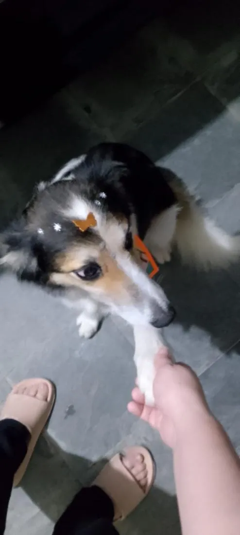 Cachorro raça SRD-ViraLata idade 2 anos nome Lobinha 