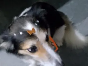 Cachorro raça SRD-ViraLata idade 2 anos nome Lobinha 
