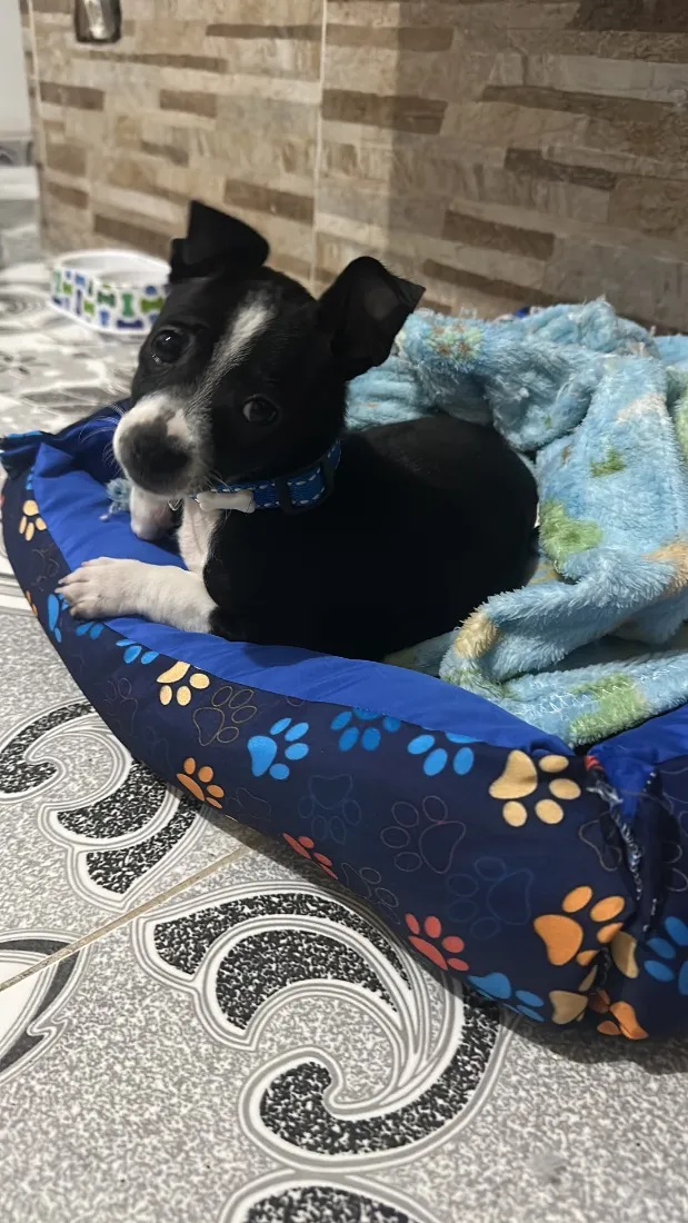 Cachorro raça Pinscher idade 2 a 6 meses nome Zé