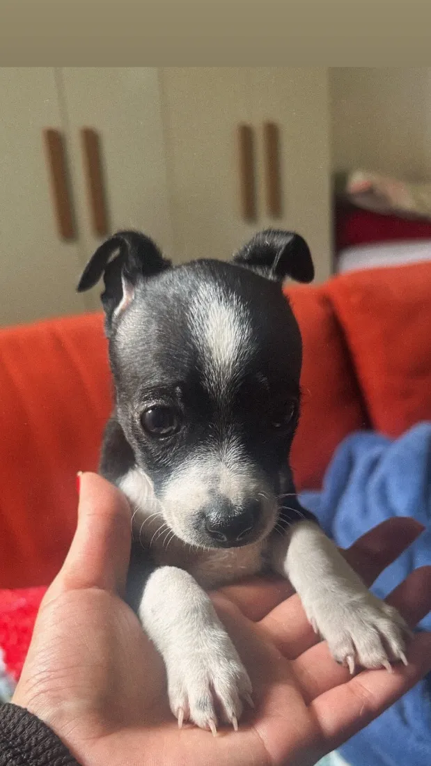 Cachorro raça Pinscher idade 2 a 6 meses nome Zé