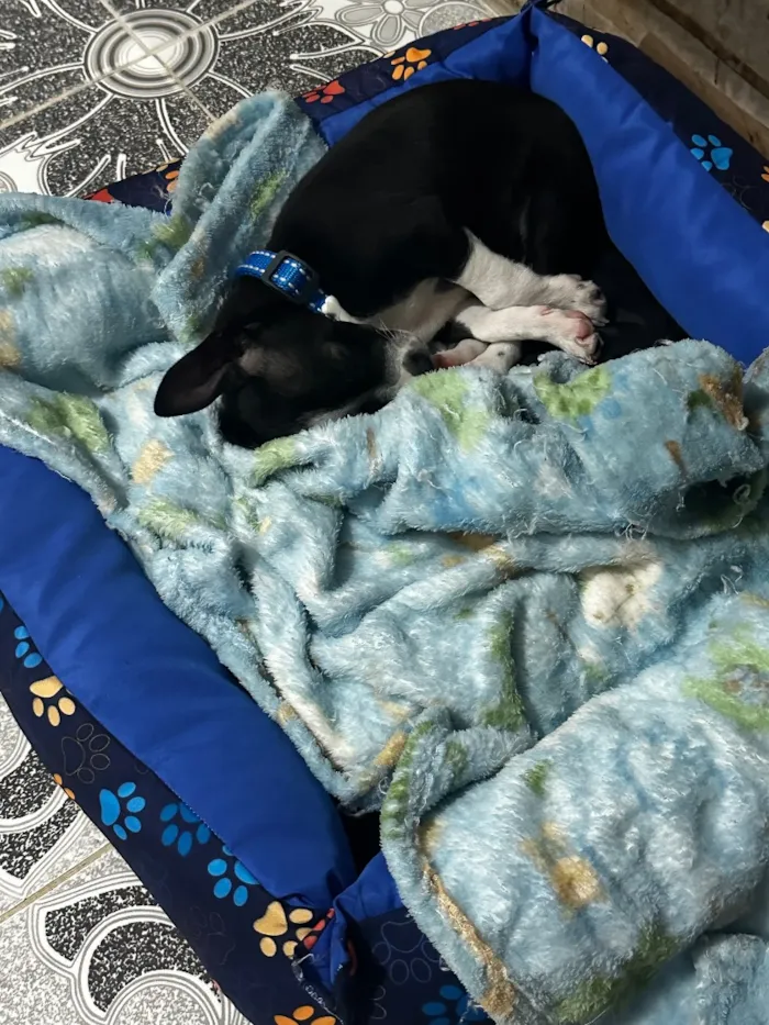 Cachorro raça Pinscher idade 2 a 6 meses nome Zé