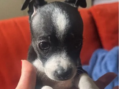 Cachorro raça Pinscher idade 2 a 6 meses nome Zé