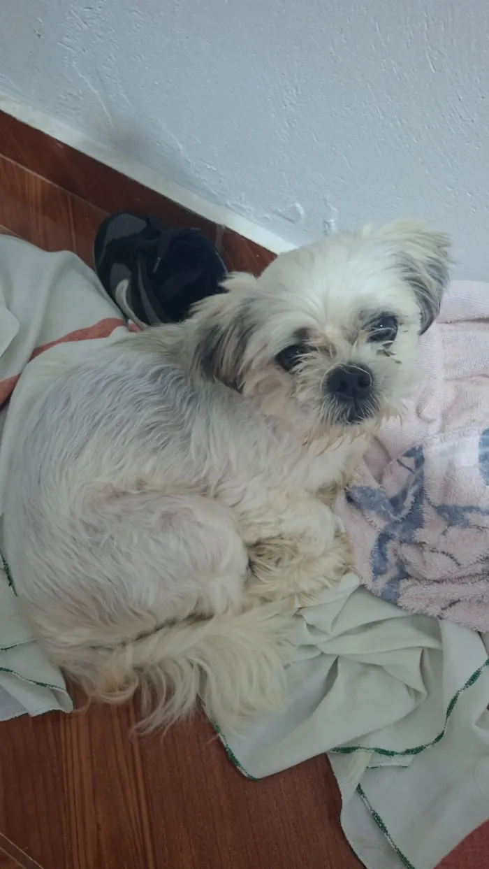 Cachorro raça Shitzu idade 2 anos nome não sei