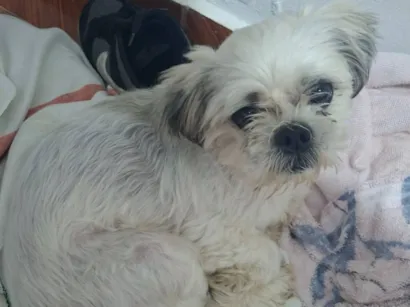 Cachorro raça Shitzu idade 2 anos nome não sei