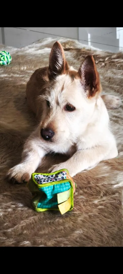 Cachorro raça SRD-ViraLata idade 7 a 11 meses nome Doritos