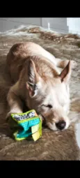 Doritos