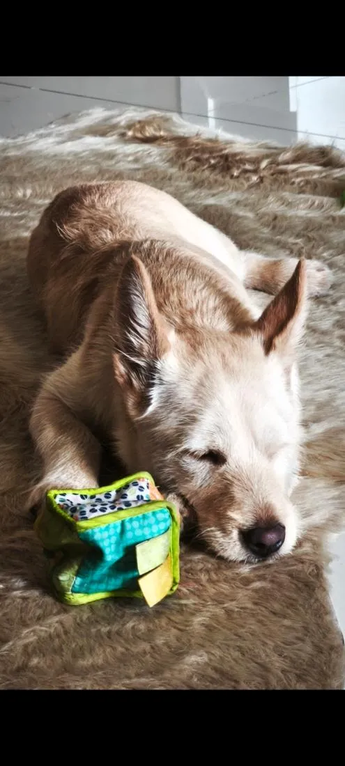 Cachorro raça SRD-ViraLata idade 7 a 11 meses nome Doritos