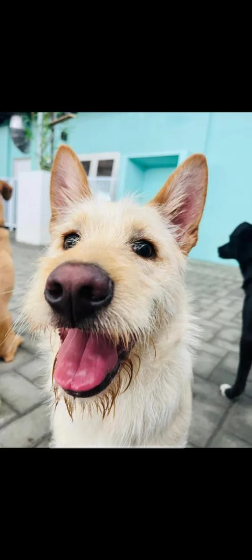Cachorro raça SRD-ViraLata idade 7 a 11 meses nome Doritos