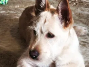 Cachorro raça SRD-ViraLata idade 7 a 11 meses nome Doritos