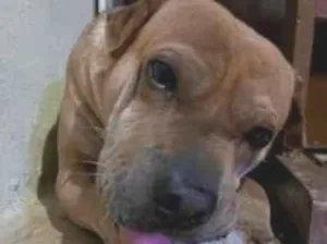Cachorro raça SRD-ViraLata idade 6 ou mais anos nome apollo