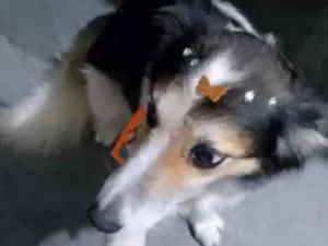 Cachorro raça SRD-ViraLata idade 2 anos nome Lobinha 