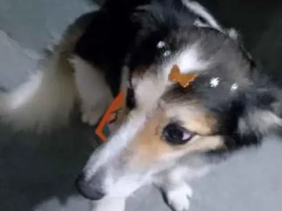 Cachorro raça SRD-ViraLata idade 2 anos nome Lobinha 