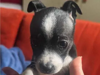 Cachorro raça Pinscher idade 2 a 6 meses nome Zé