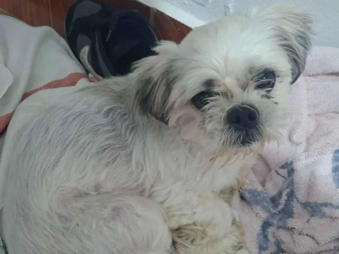 Cachorro raça Shitzu idade 2 anos nome não sei