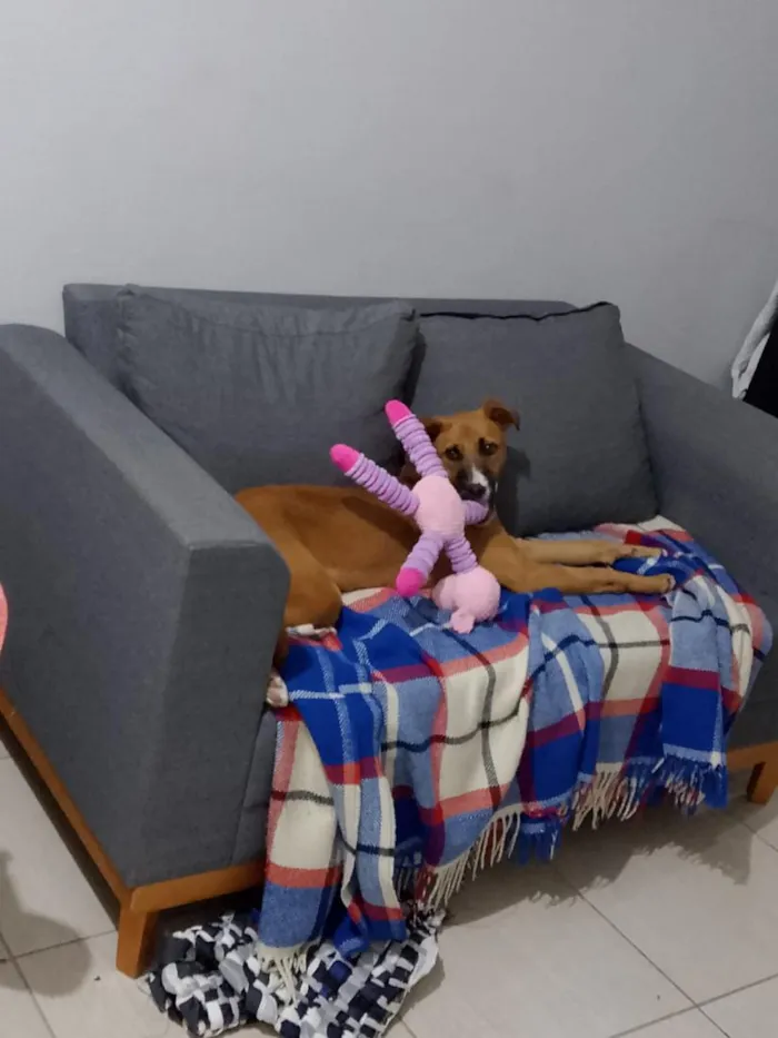 Cachorro raça SRD-ViraLata idade 2 anos nome Pandora