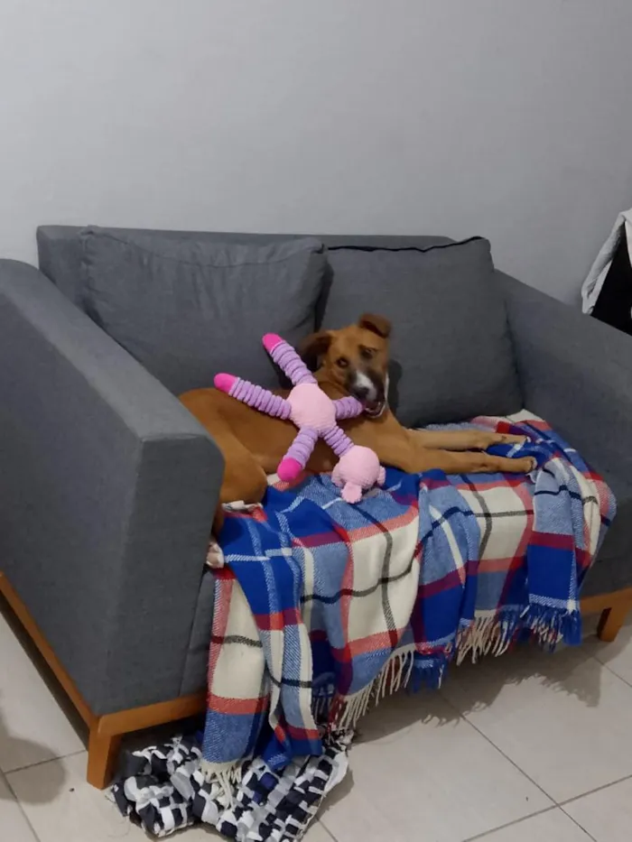 Cachorro raça SRD-ViraLata idade 2 anos nome Pandora