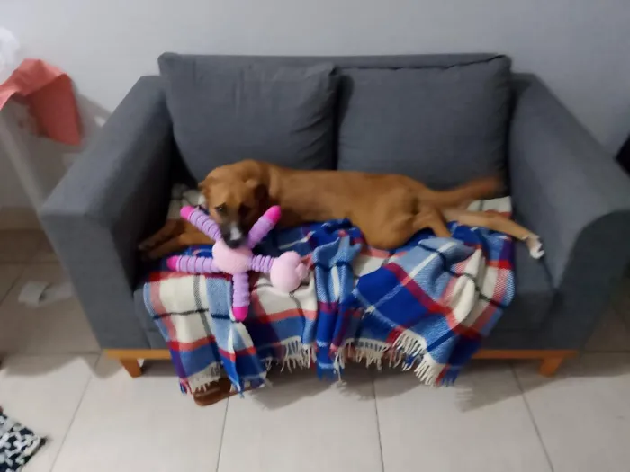 Cachorro raça SRD-ViraLata idade 2 anos nome Pandora