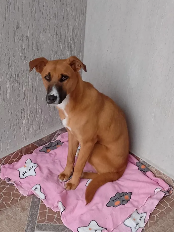 Cachorro raça SRD-ViraLata idade 2 anos nome Pandora