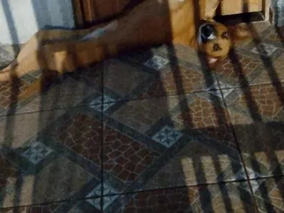 Cachorro raça SRD-ViraLata idade 2 anos nome Pandora