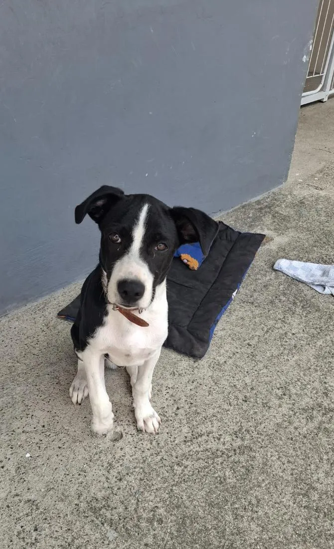 Cachorro raça SRD-ViraLata idade 7 a 11 meses nome Lord