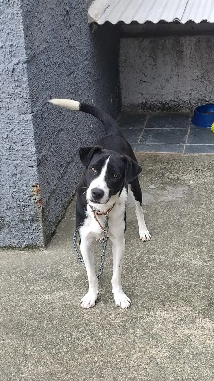 Cachorro raça SRD-ViraLata idade 7 a 11 meses nome Lord