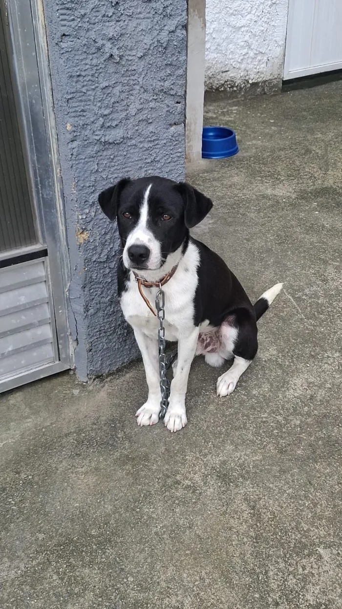 Cachorro raça SRD-ViraLata idade 7 a 11 meses nome Lord