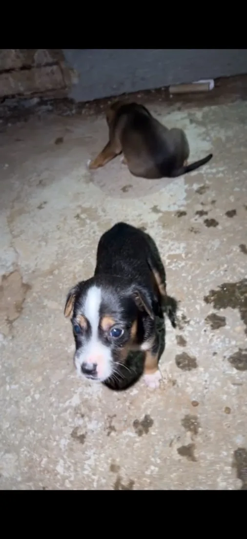 Cachorro raça SRD-ViraLata idade Abaixo de 2 meses nome Filhotes 