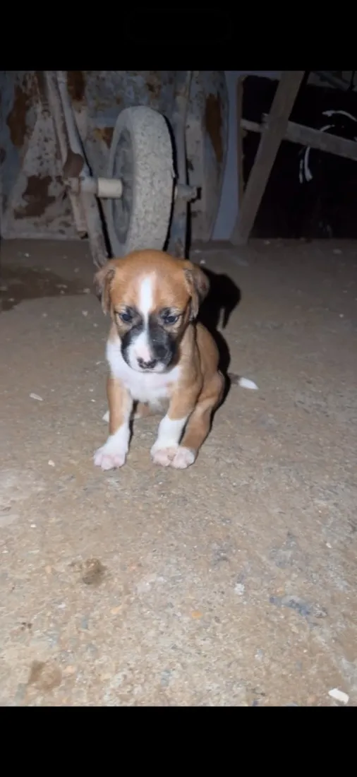 Cachorro raça SRD-ViraLata idade Abaixo de 2 meses nome Filhotes 
