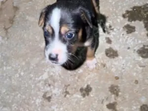 Cachorro raça SRD-ViraLata idade Abaixo de 2 meses nome Filhotes 