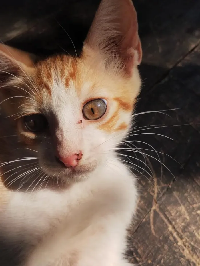 Gato raça SRD-ViraLata idade 2 a 6 meses nome eles não possuem nome ainda 