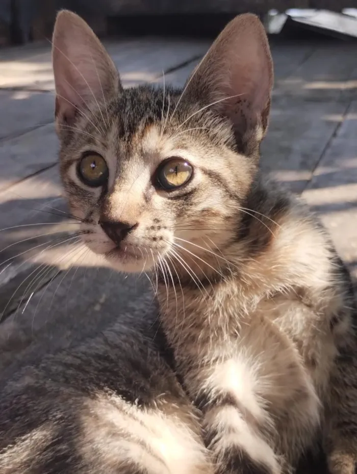 Gato raça SRD-ViraLata idade 2 a 6 meses nome eles não possuem nome ainda 
