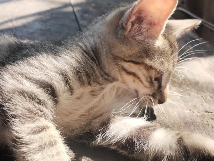 Gato raça SRD-ViraLata idade 2 a 6 meses nome eles não possuem nome ainda 
