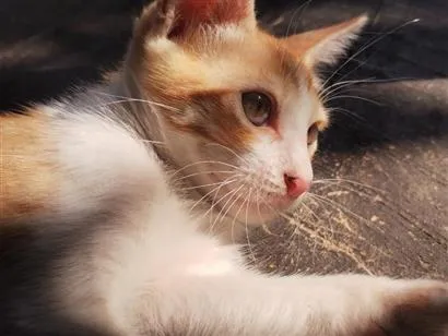 Gato raça SRD-ViraLata idade 2 a 6 meses nome eles não possuem nome ainda 