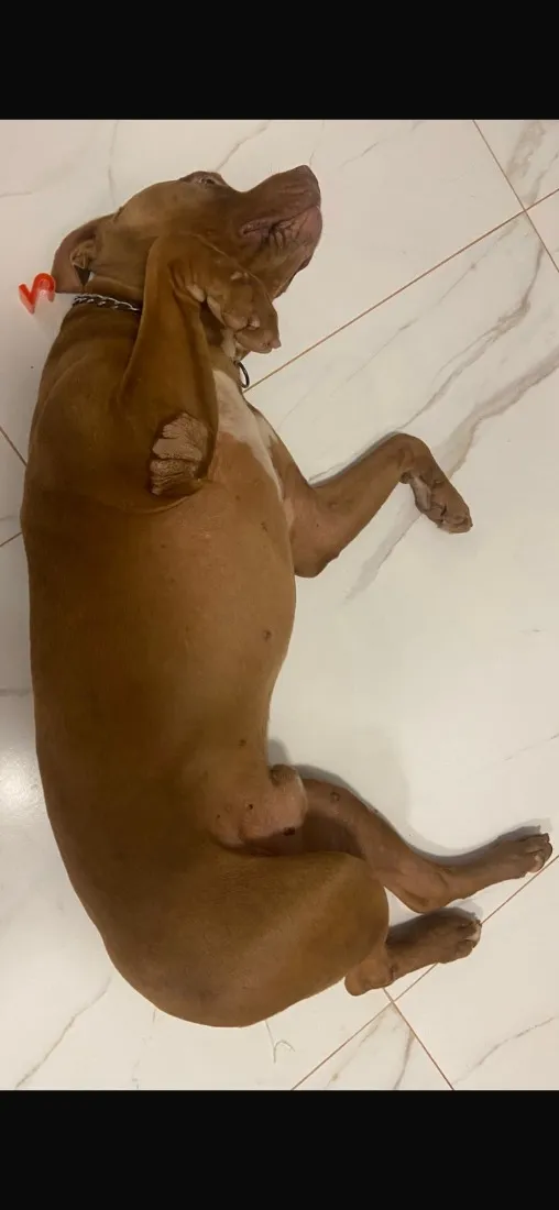 Cachorro raça Pit-Bull idade 5 anos nome Leonardo Stallone de Novaes 