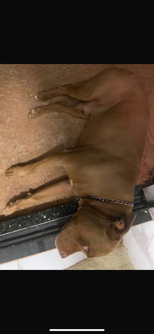 Cachorro raça Pit-Bull idade 5 anos nome Leonardo Stallone de Novaes 
