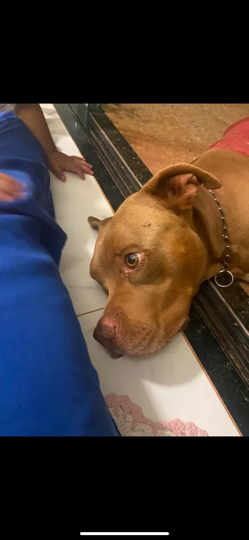 Cachorro raça Pit-Bull idade 5 anos nome Leonardo Stallone de Novaes 